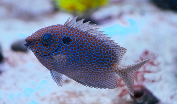 Quels sont les signes précoces de maladie chez un poisson combattant et quels traitements sont recommandés?