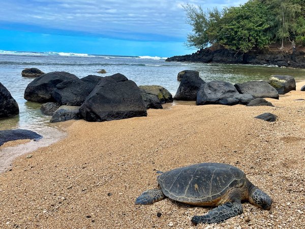Quels sont les signes de malnutrition chez une tortue étoilée indienne et comment ajuster son régime alimentaire?