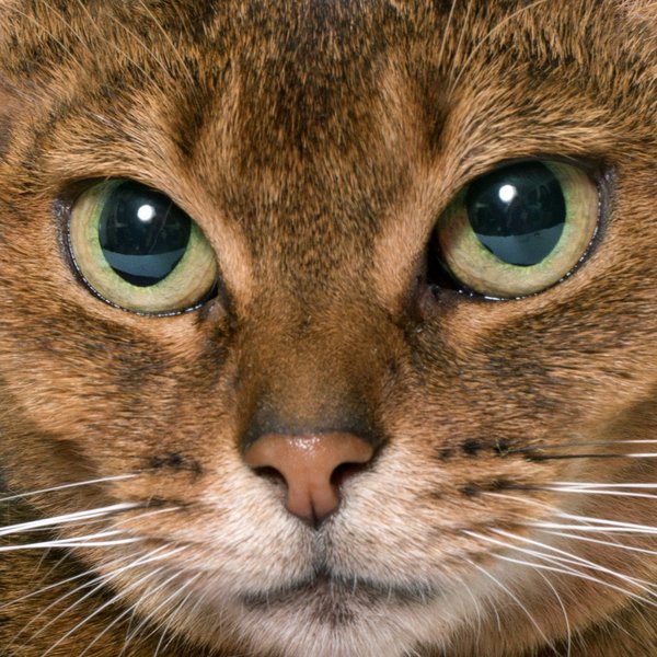 Comment gérer l'hyperactivité d'un chat de race Abyssin sans le surstimuler ?