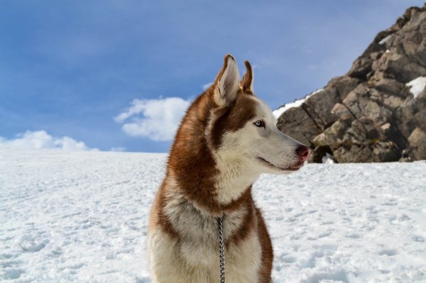 Comment enseigner à un chien de race Malamute d'Alaska à ne pas tirer en laisse lors des promenades?