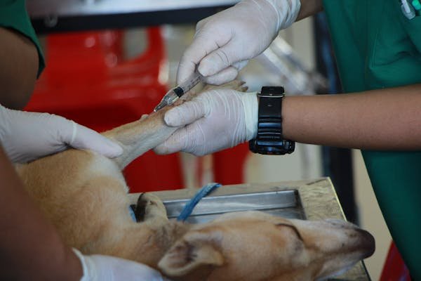 Soins vétérinaires à toulouse : assistance animale 24h/24
